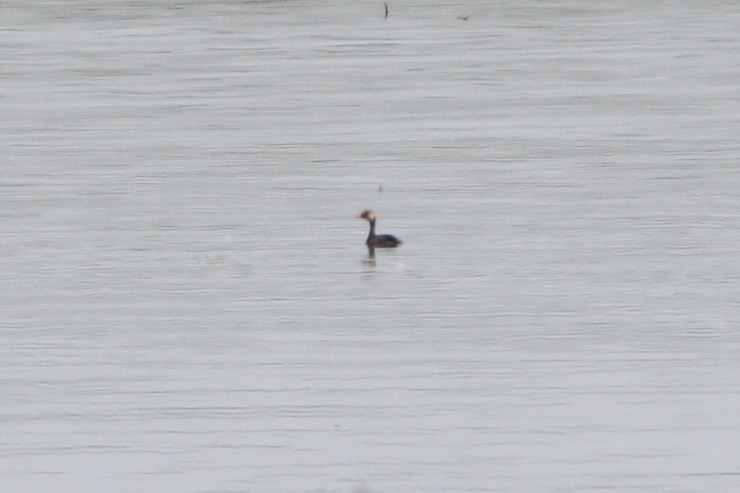 Eared Grebe - ML641086019