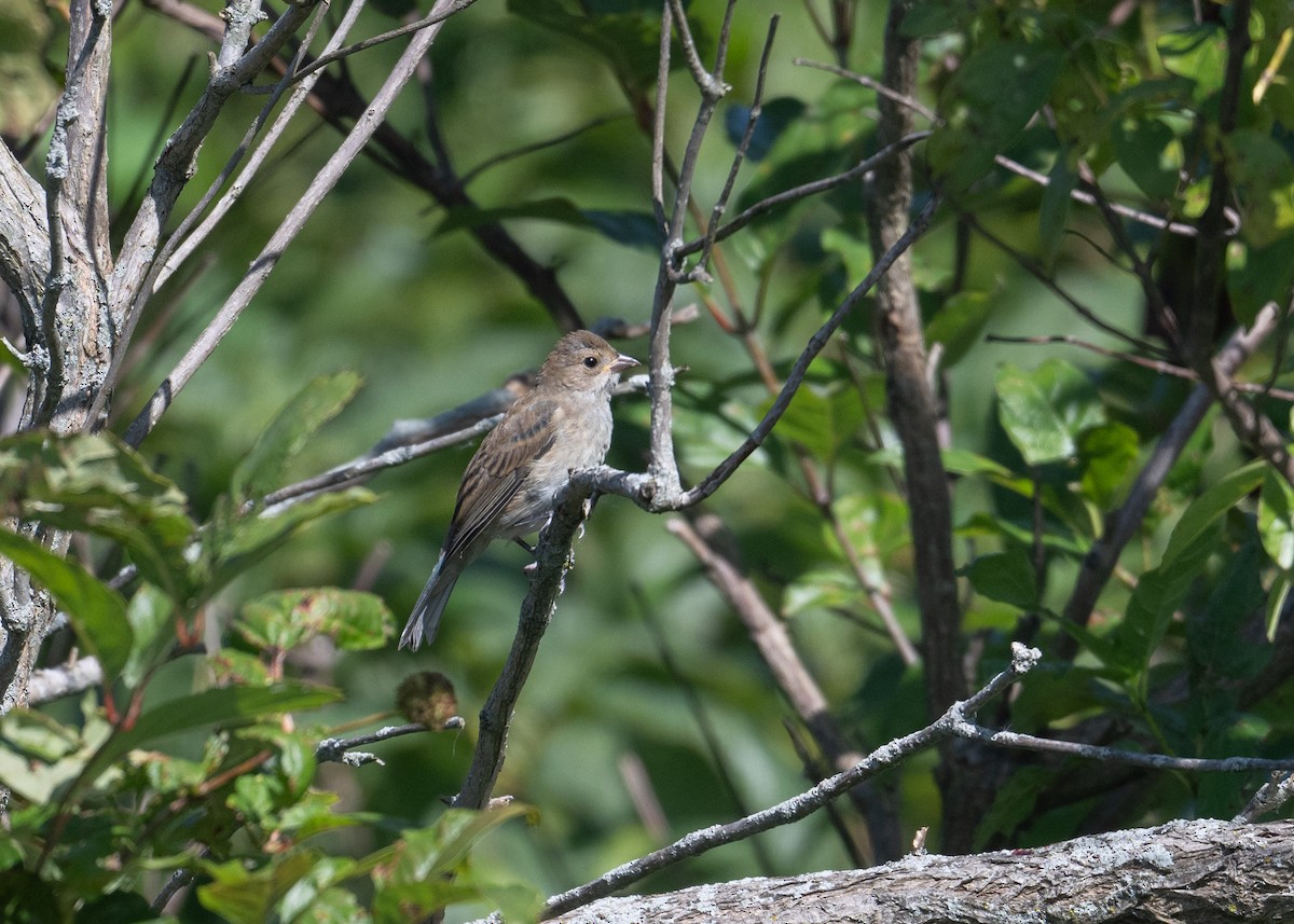 Indigo Bunting - ML641086021