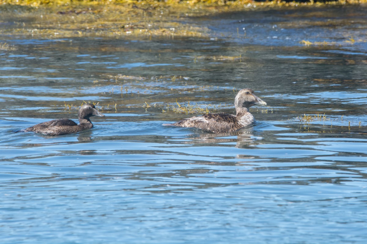 Common Eider - ML641086031