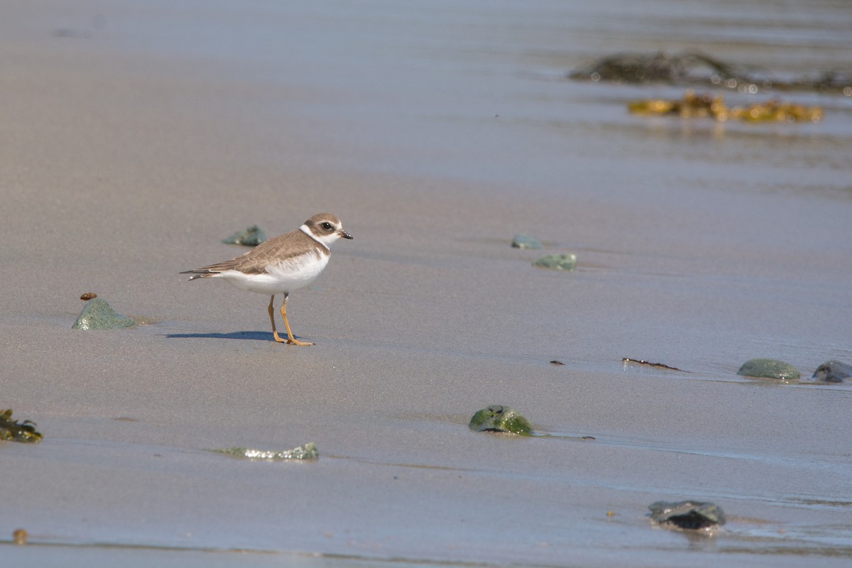 Semipalmated Plover - ML641086038