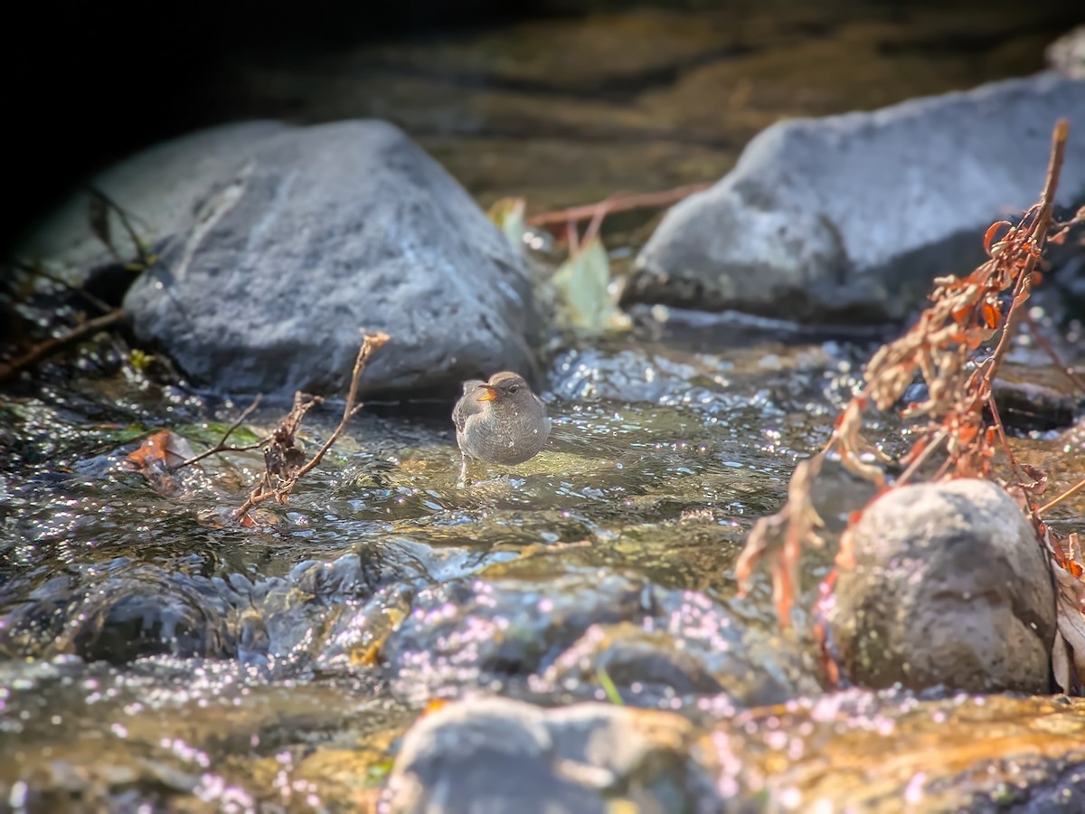 American Dipper - ML641086065