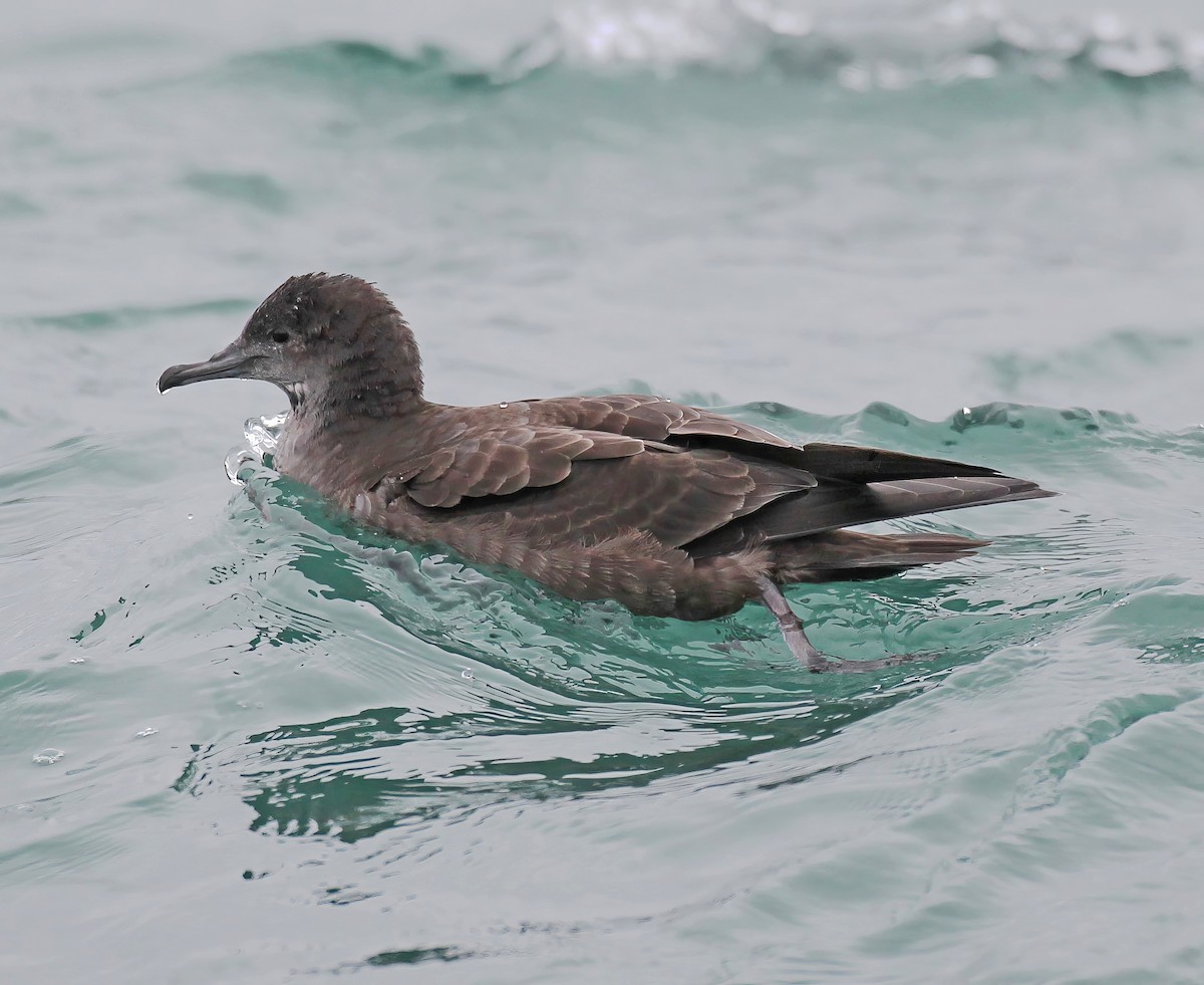 Short-tailed Shearwater - ML641086100