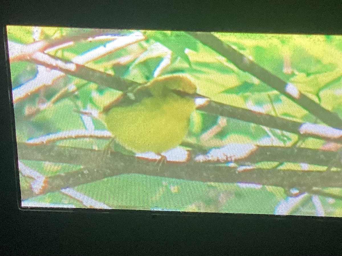 Blue-winged Warbler - ML641086118
