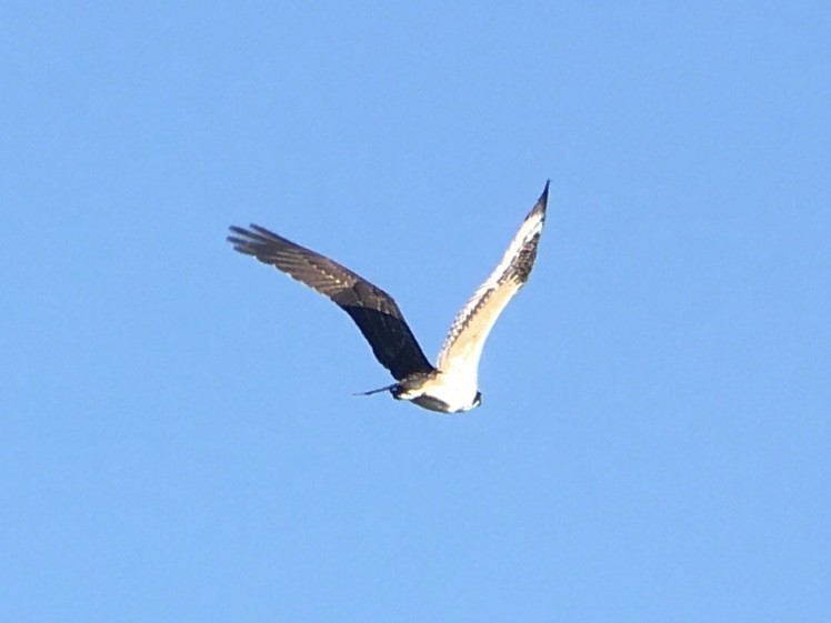 Osprey - ML641086125