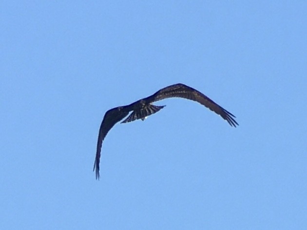 Osprey - ML641086126