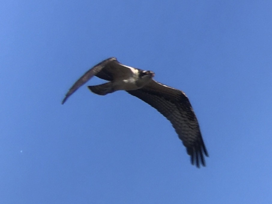 Osprey - ML641086127