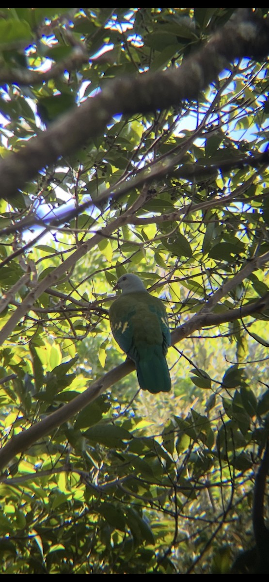 Wompoo Fruit-Dove - ML641086141