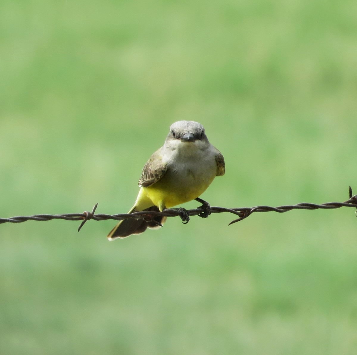 Western Kingbird - ML641086151