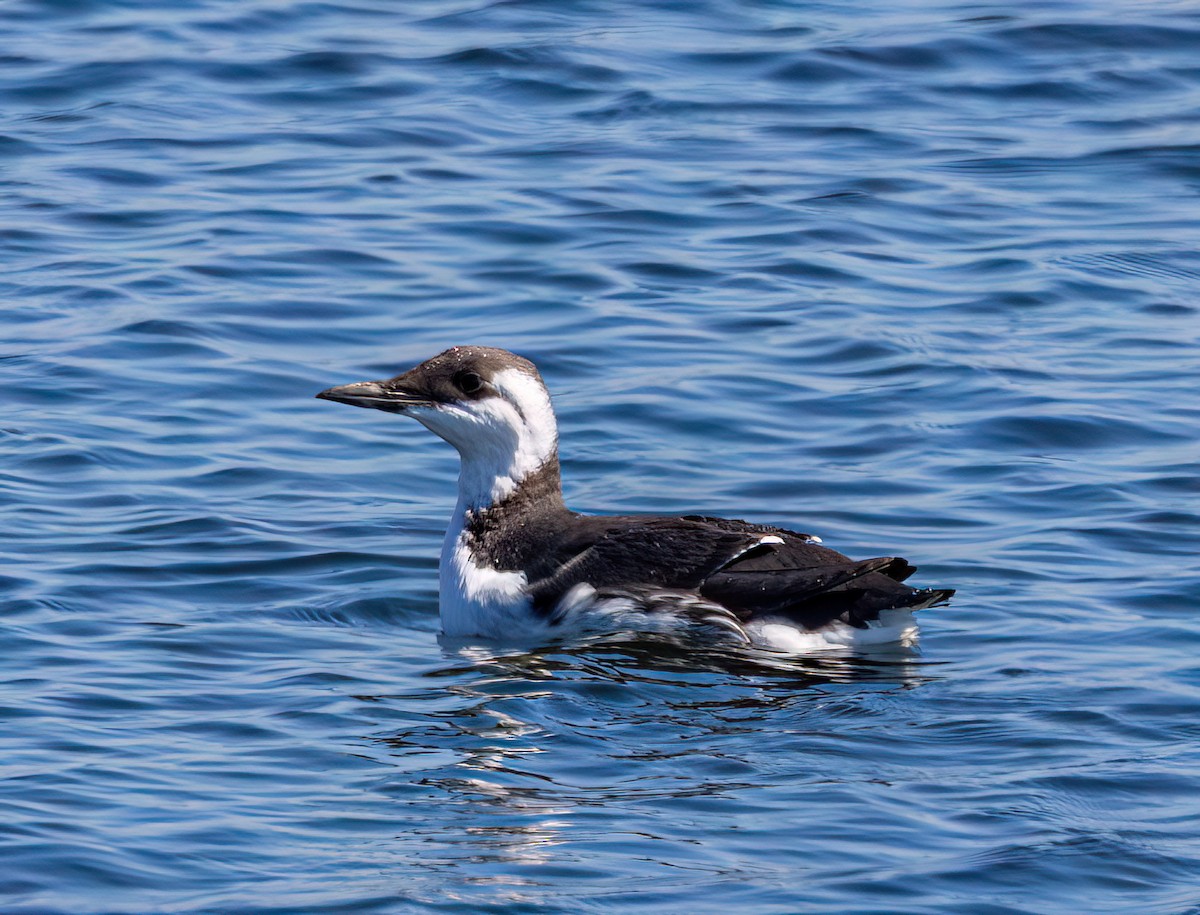 Common Murre - ML641086157