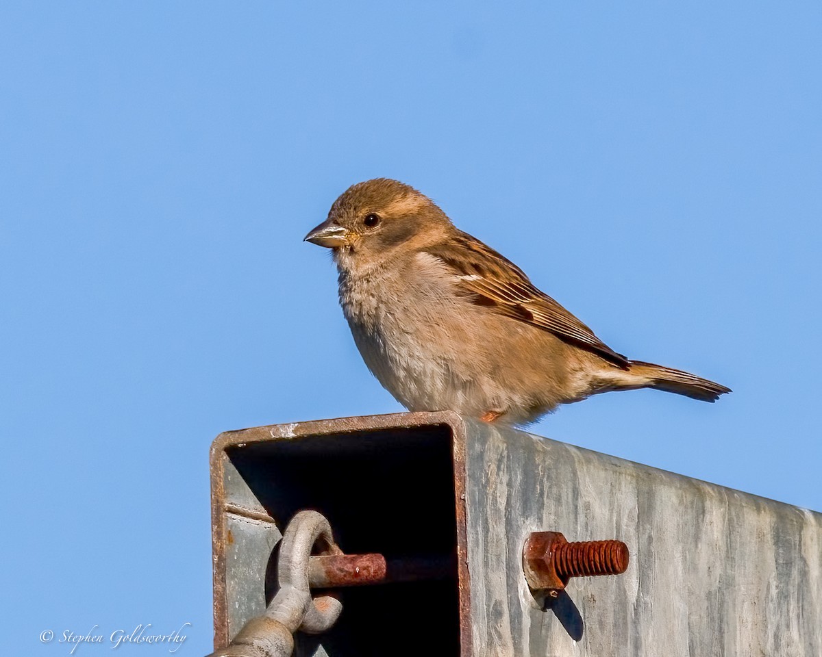 House Sparrow - ML641086161