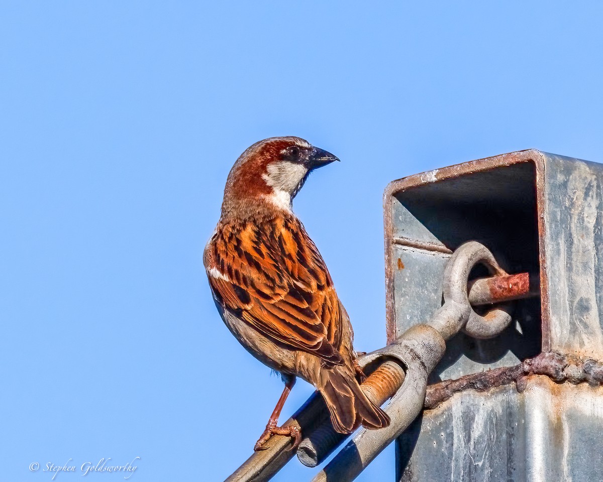 House Sparrow - ML641086162