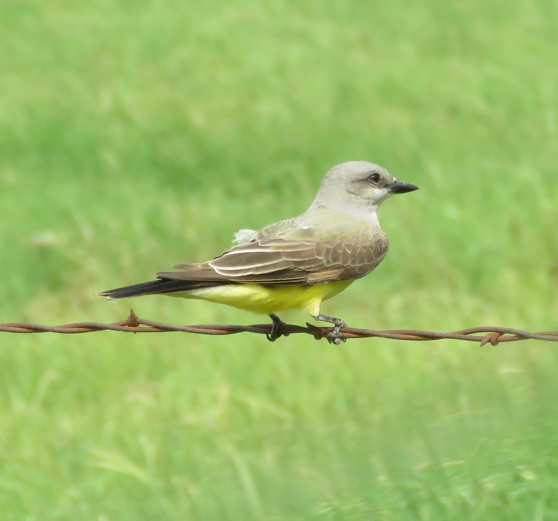 Western Kingbird - ML641086163