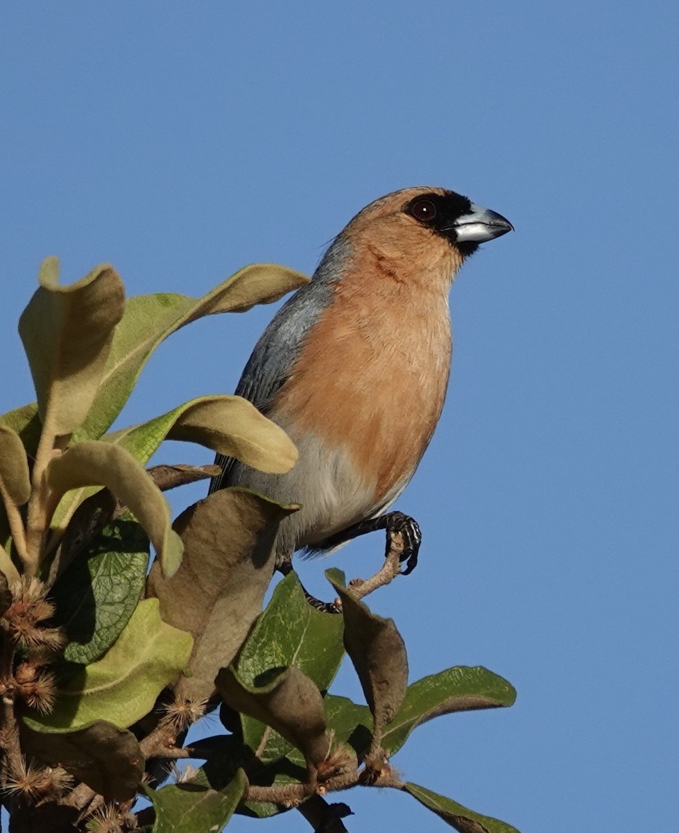Tangara Canela - ML641086165