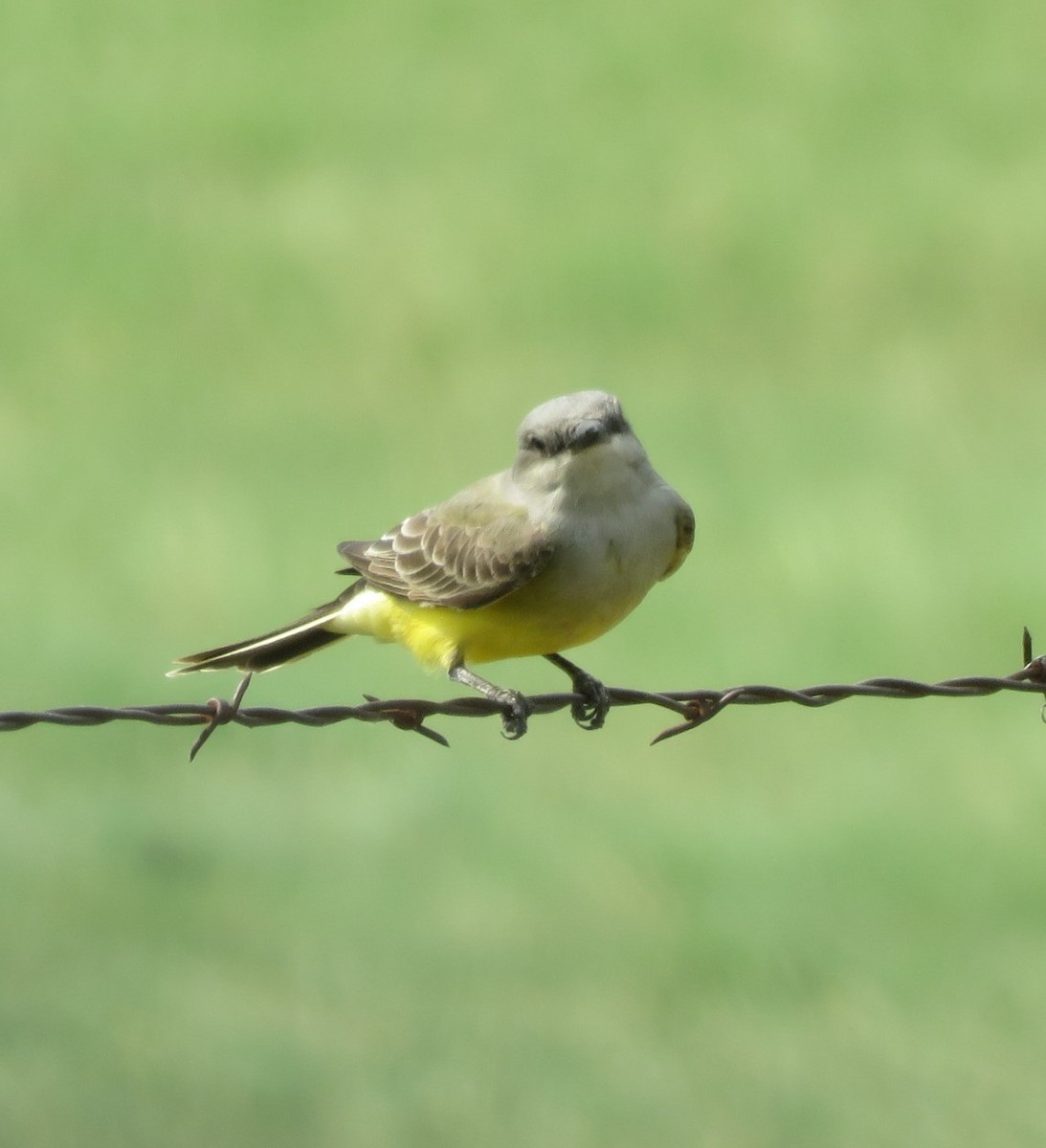 Western Kingbird - ML641086170