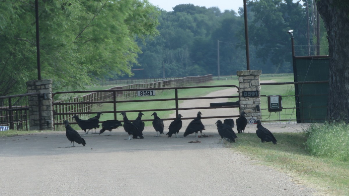 Black Vulture - ML641086177