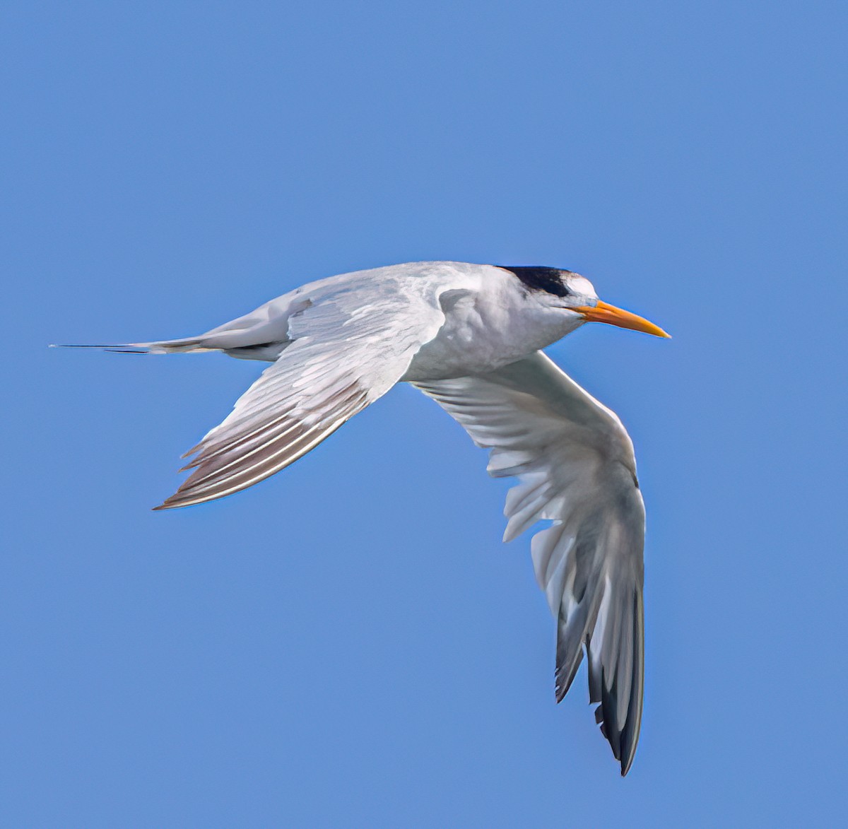 Elegant Tern - ML641086179