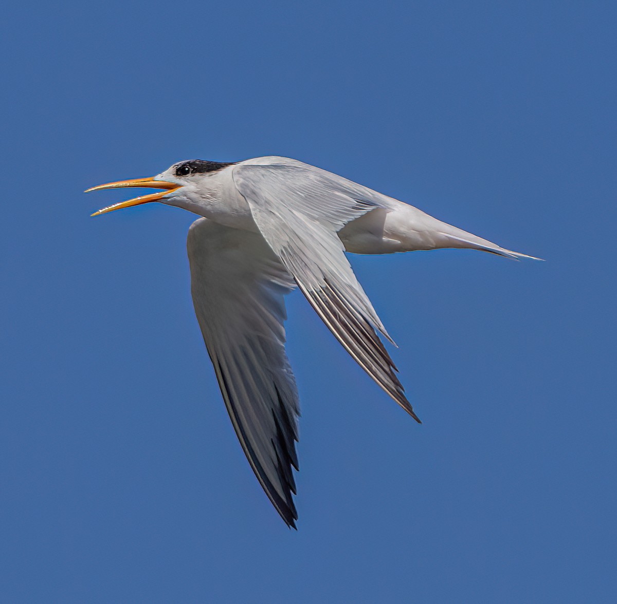 Elegant Tern - ML641086180