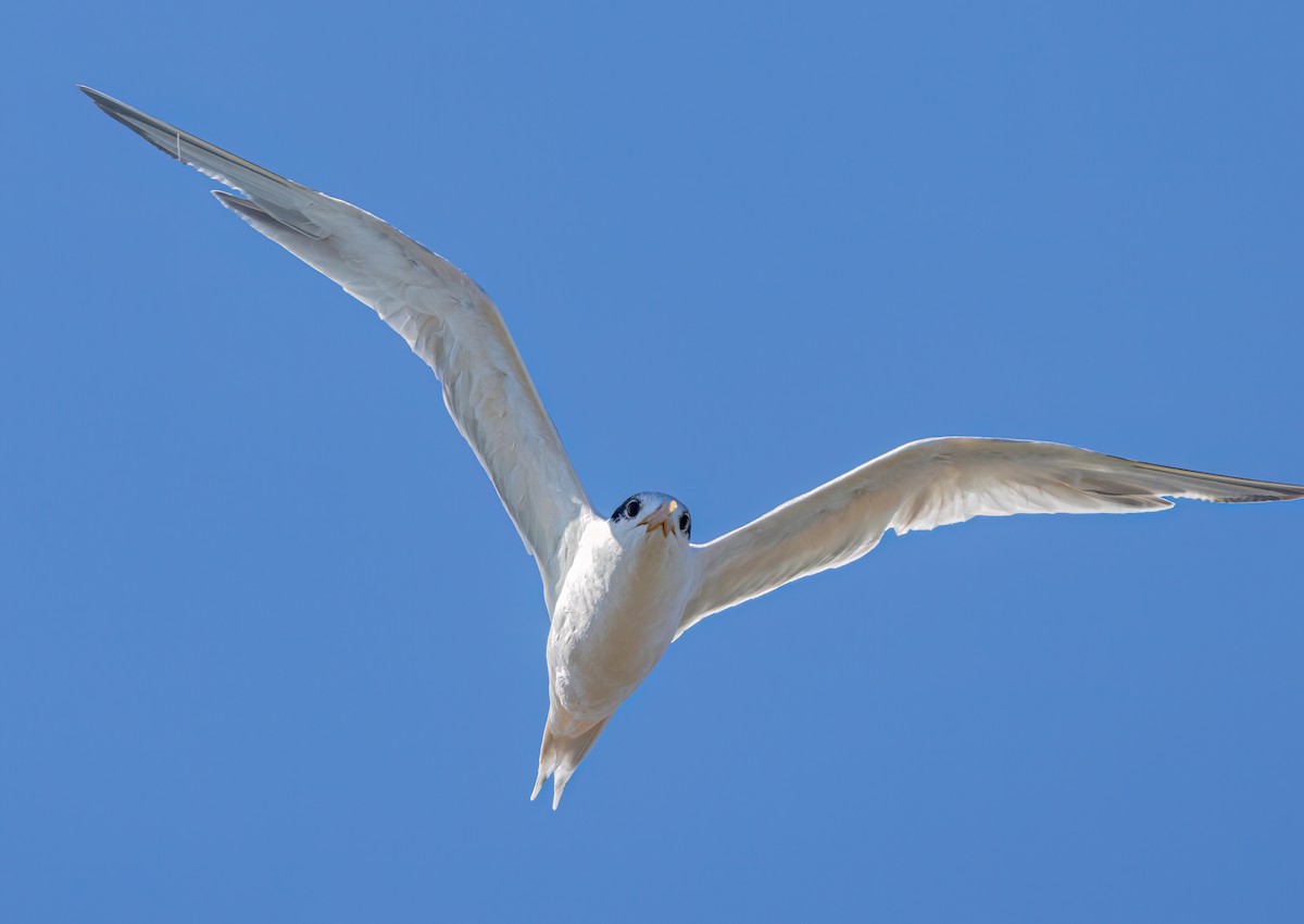 Elegant Tern - ML641086181