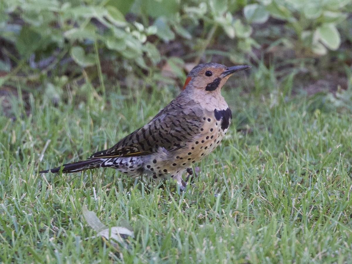 Northern Flicker - ML641086197