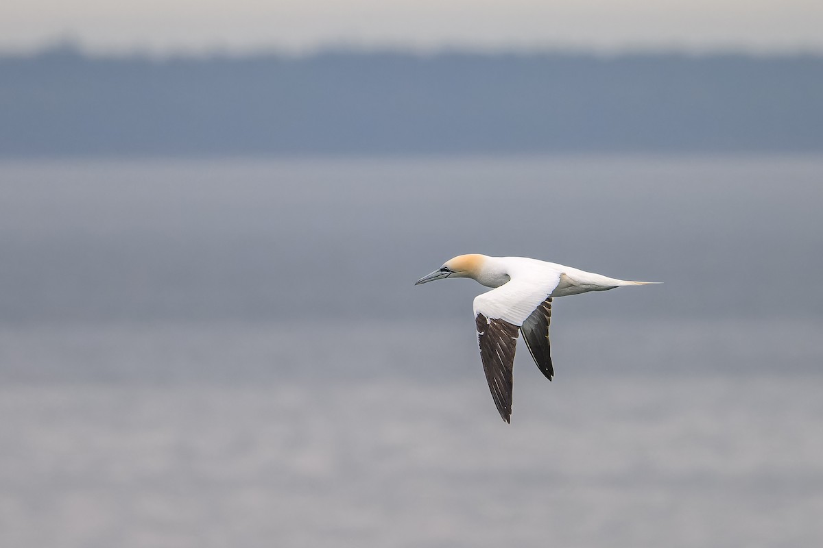 Northern Gannet - ML641086206