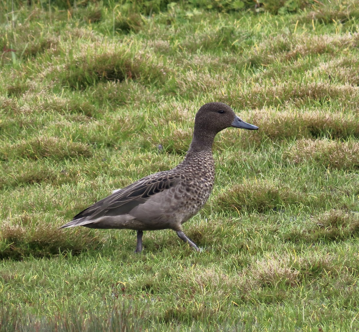 Andean Teal (Andean) - ML641086223