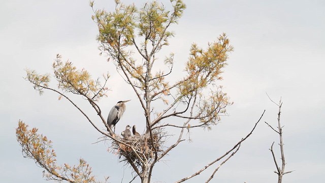 Great Blue Heron - ML641086229