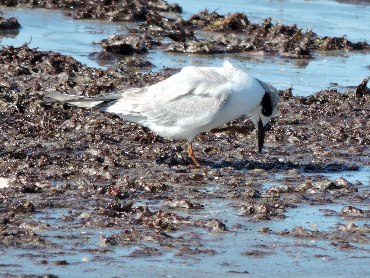 Forster's Tern - ML641086235