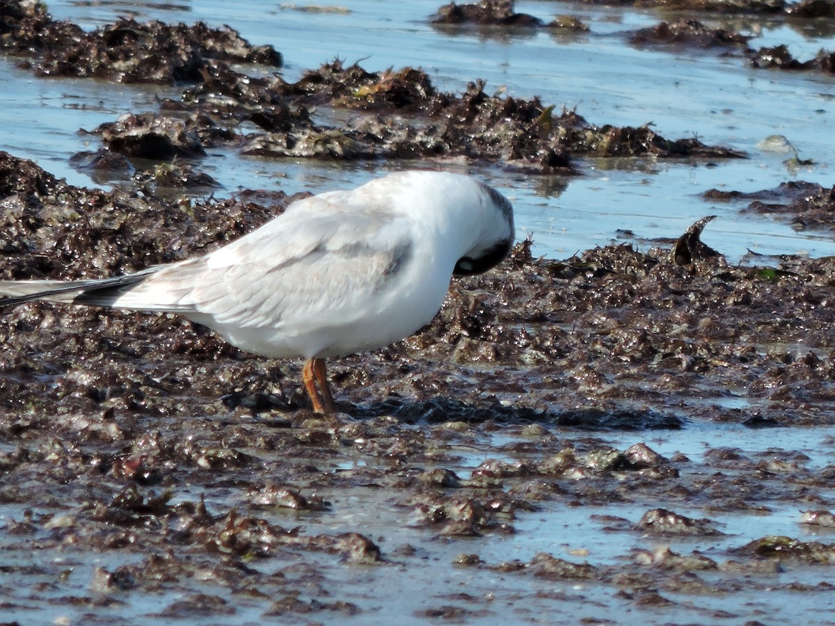 Forster's Tern - ML641086238