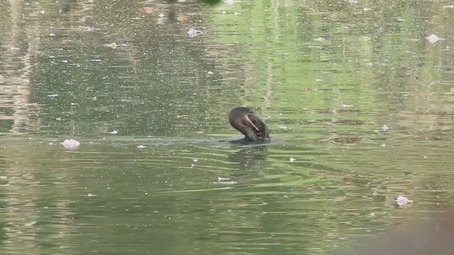 Neotropic Cormorant - ML641086239