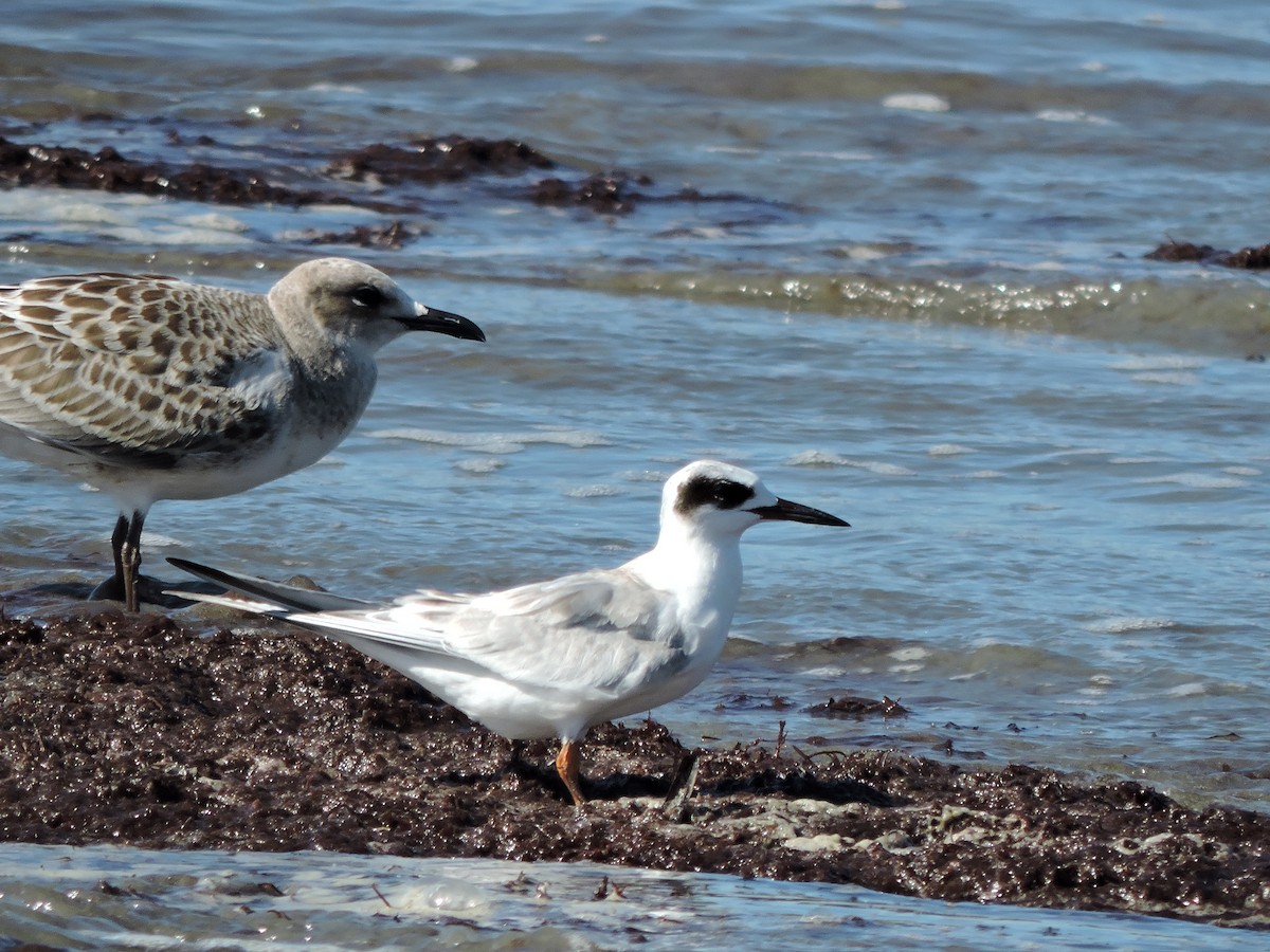 Forster's Tern - ML641086245
