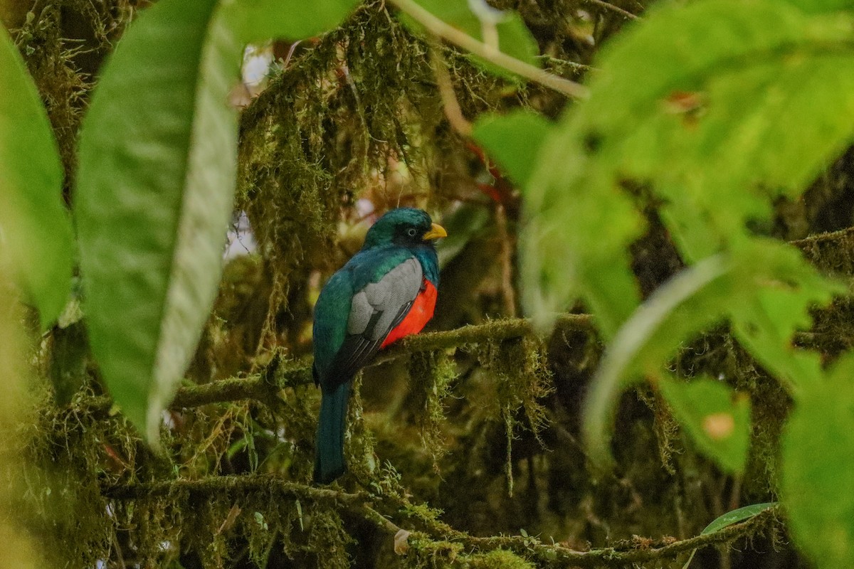 Blue-tailed Trogon - ML641086274