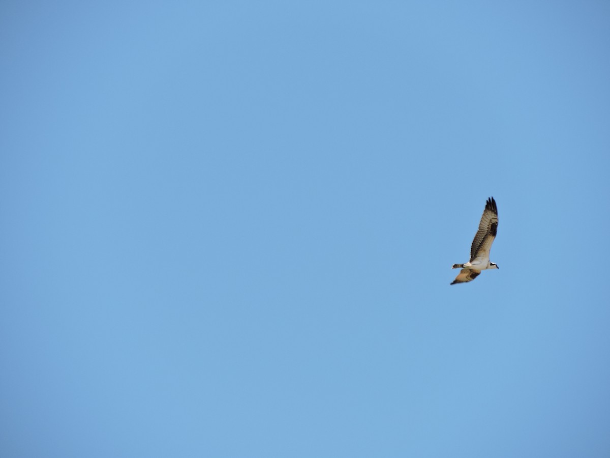 Osprey - ML641086278