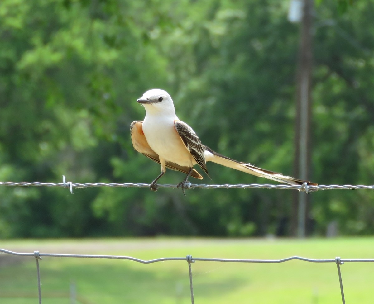 Scissor-tailed Flycatcher - ML641086279