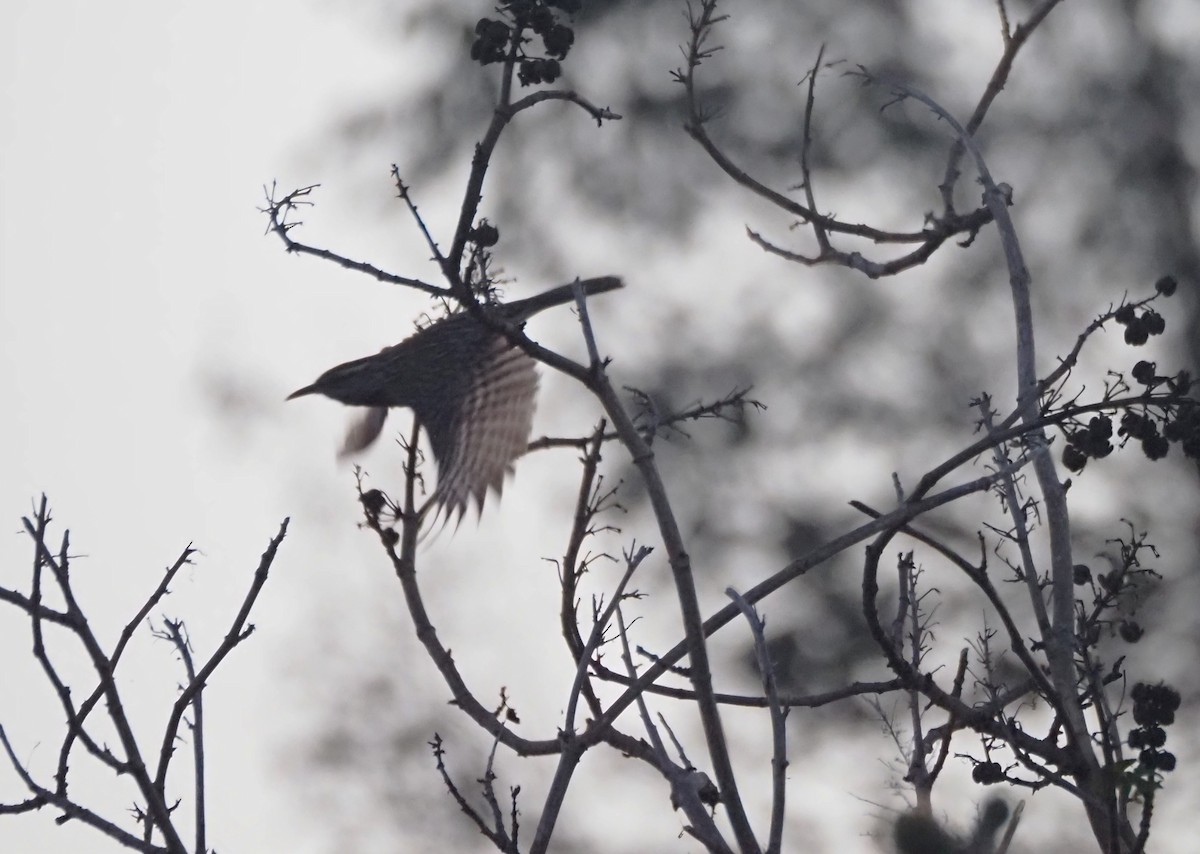 Cactus Wren - ML641086281