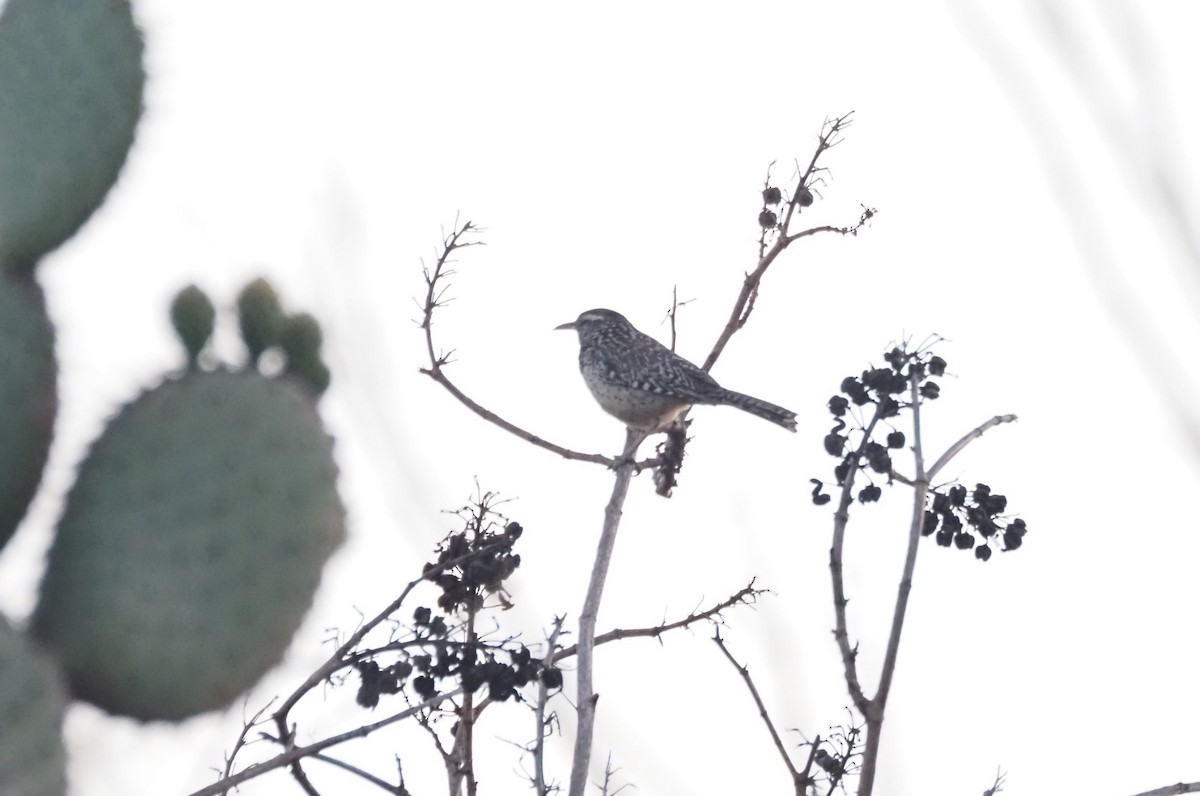 Cactus Wren - ML641086283