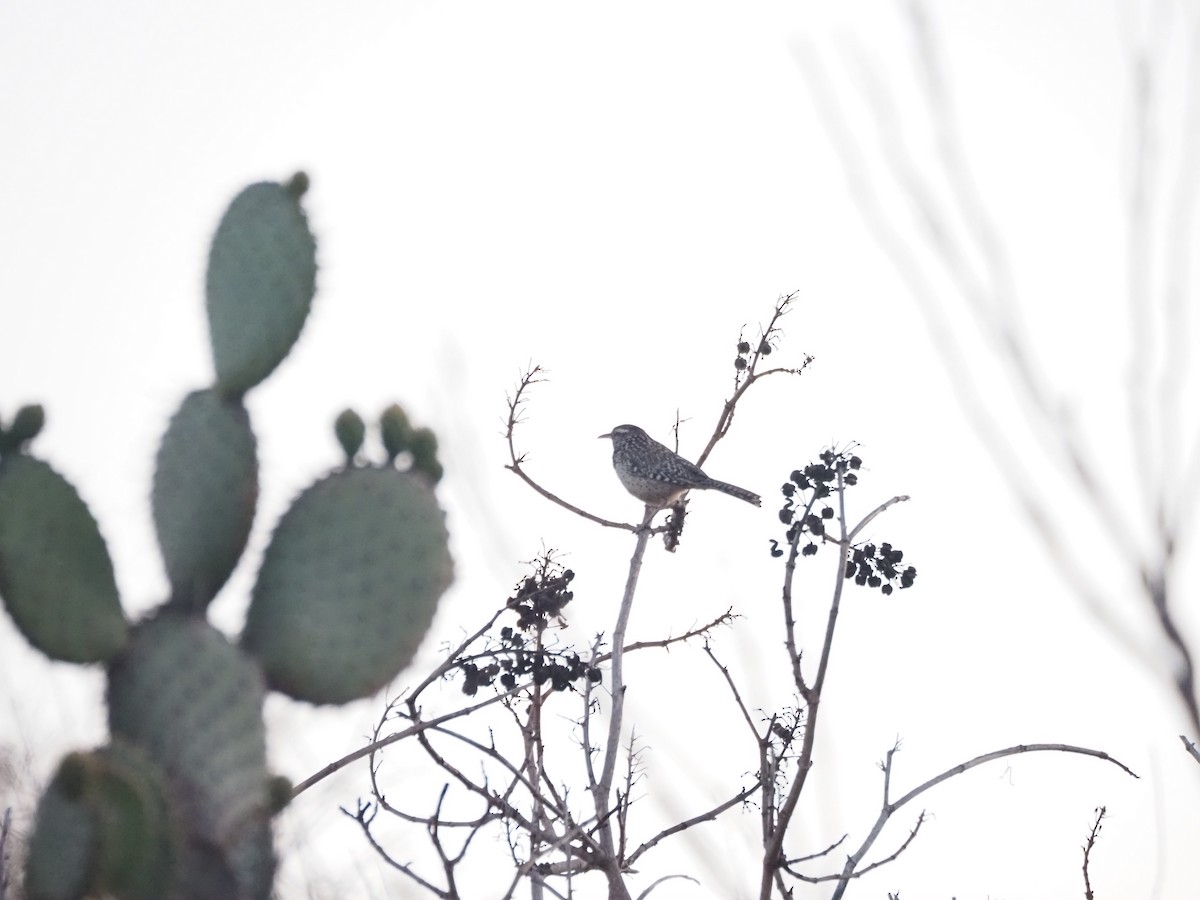 Cactus Wren - ML641086284