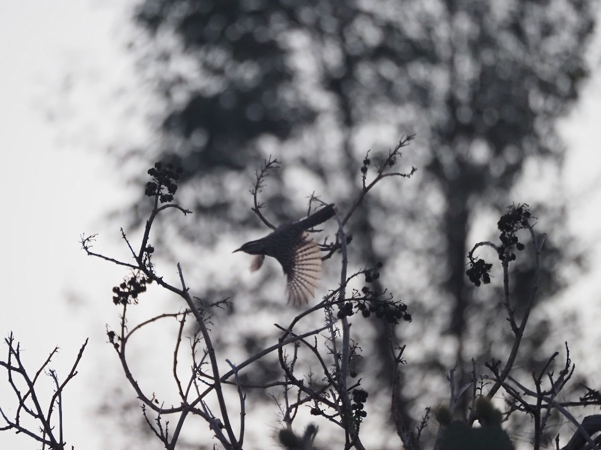 Cactus Wren - ML641086285