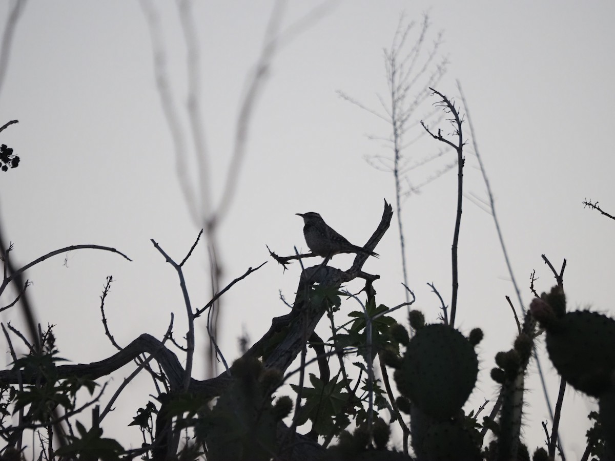 Cactus Wren - ML641086286