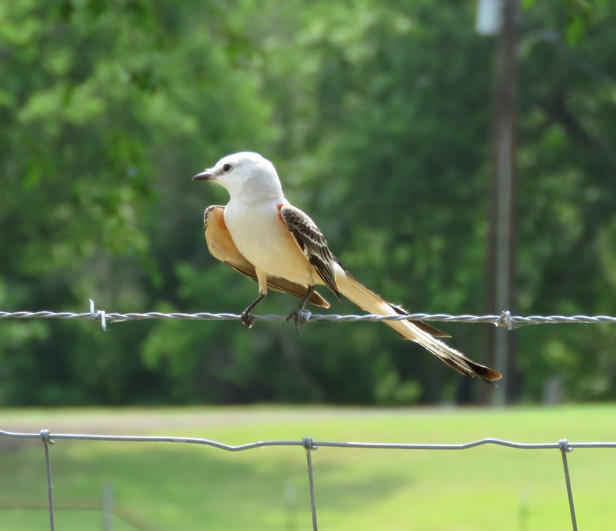 Scissor-tailed Flycatcher - ML641086296