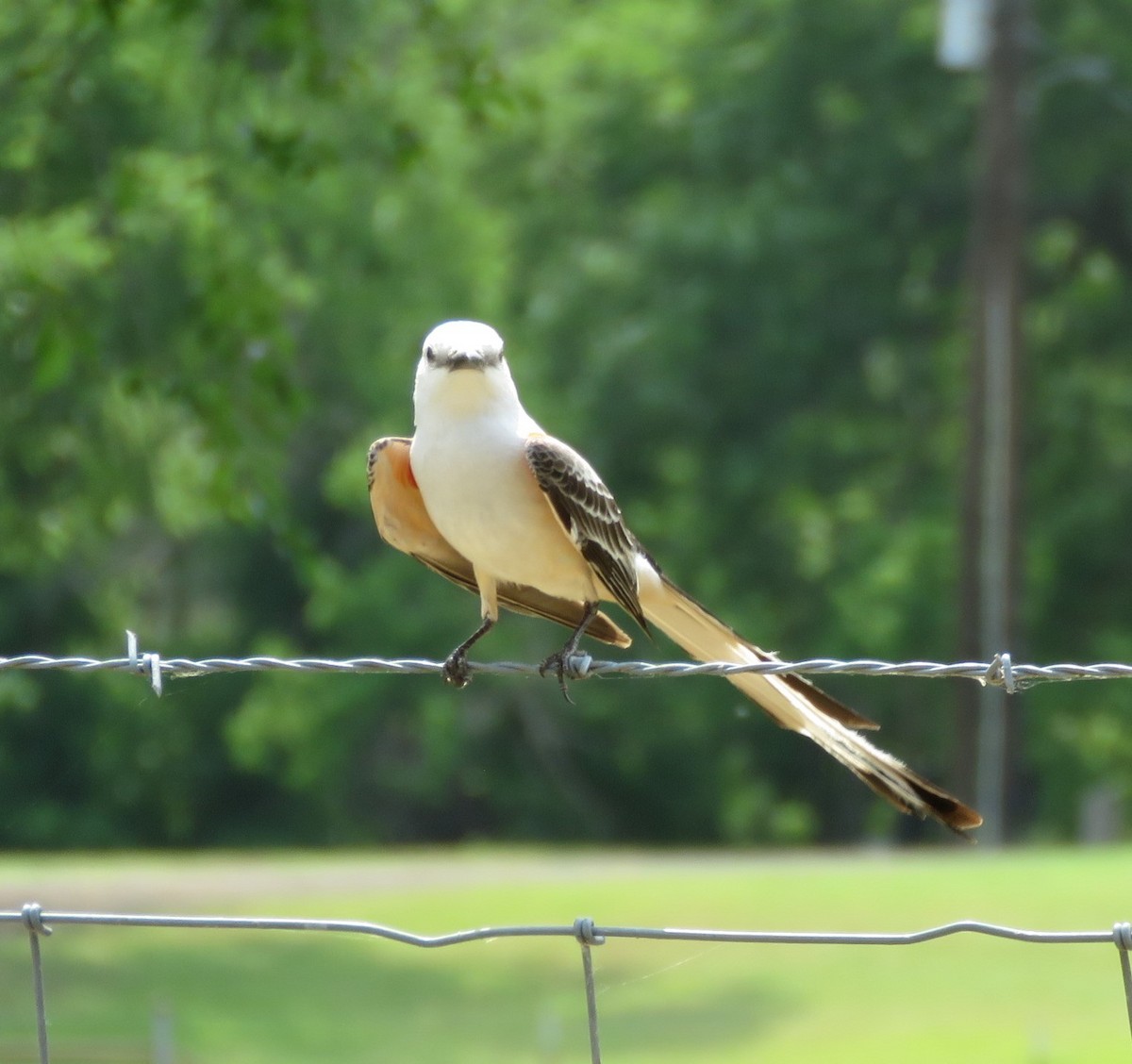 Scissor-tailed Flycatcher - ML641086301