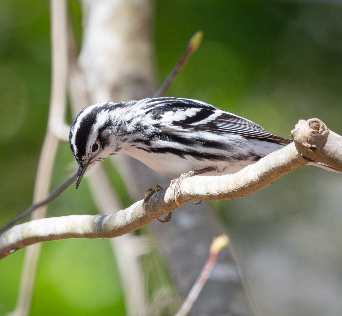 Black-and-white Warbler - ML641086307