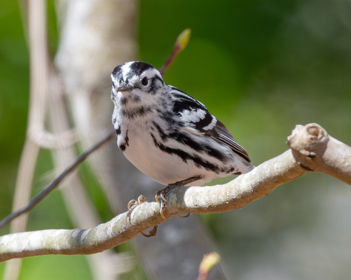 Black-and-white Warbler - ML641086308