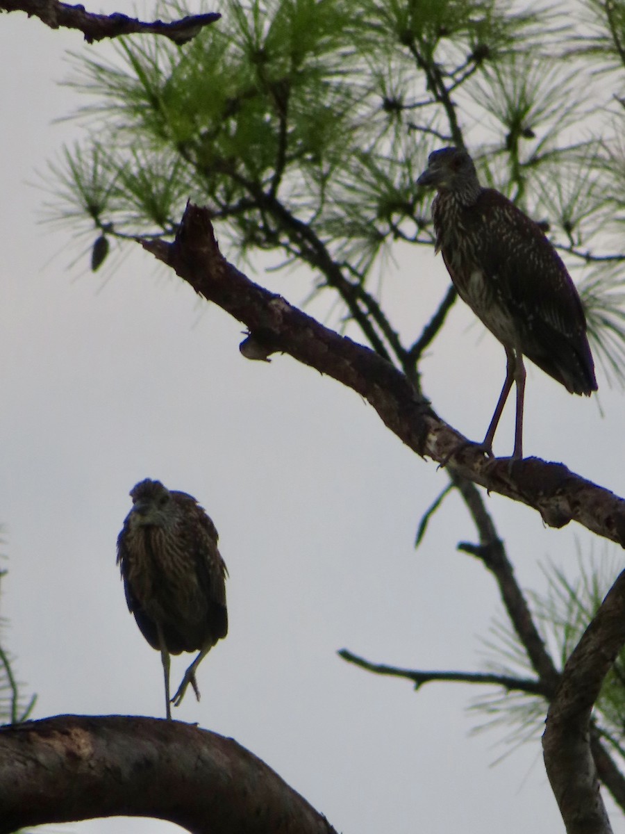 Yellow-crowned Night Heron - ML641086312
