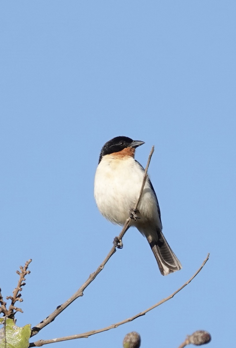 White-rumped Tanager - ML641086338