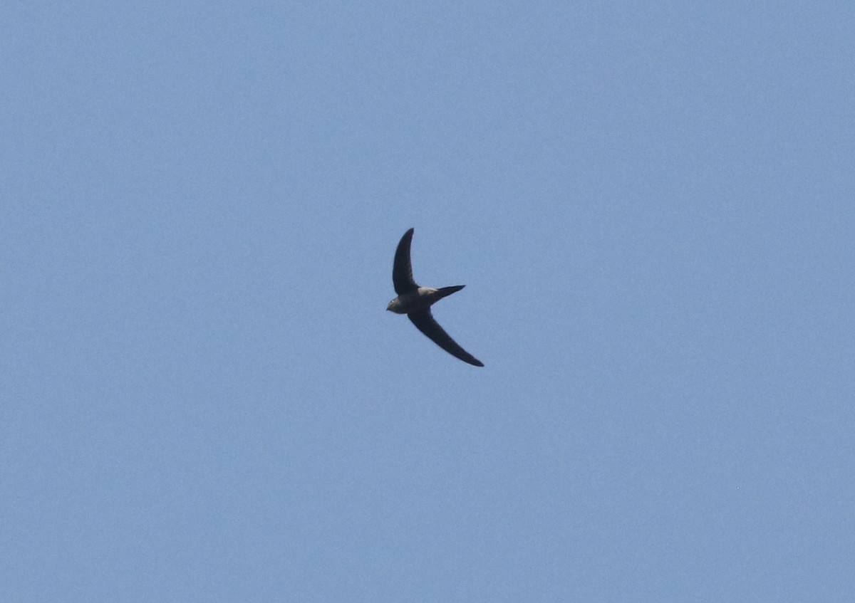 Asian Palm Swift - ML641086343