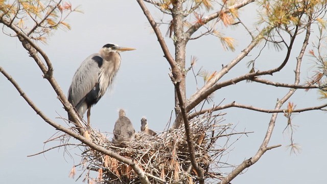 Great Blue Heron - ML641086350