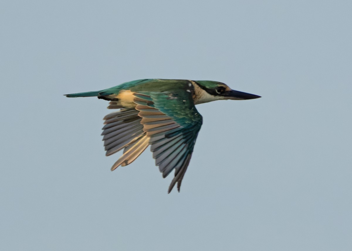 Sacred Kingfisher (Australasian) - ML641086358