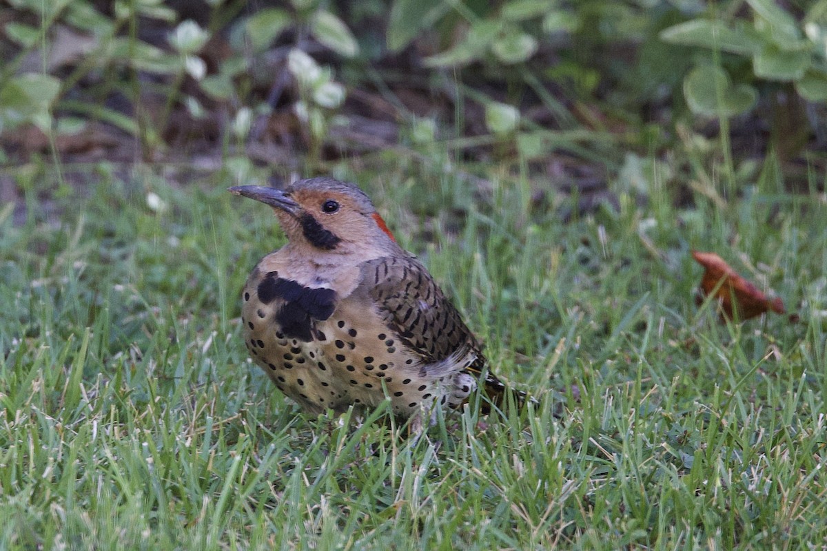 Northern Flicker - ML641086359