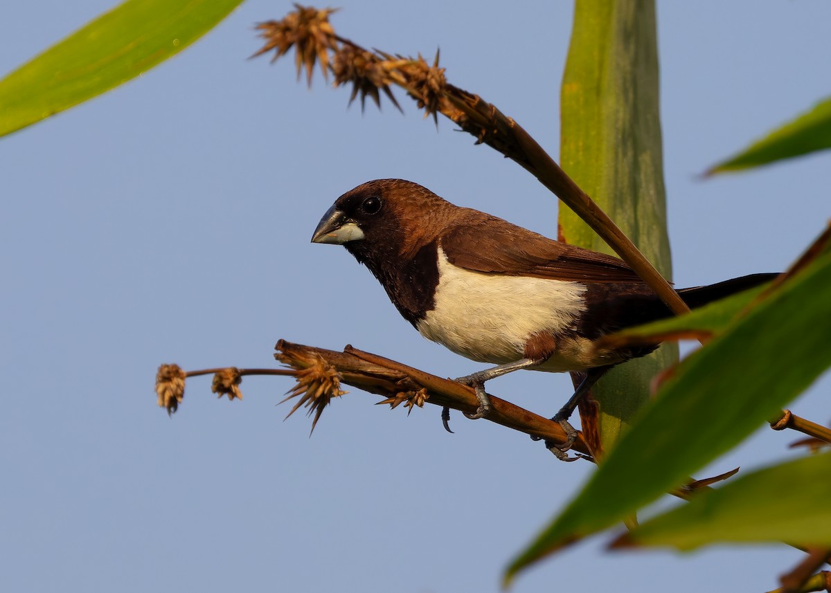 Javan Munia - ML641086382