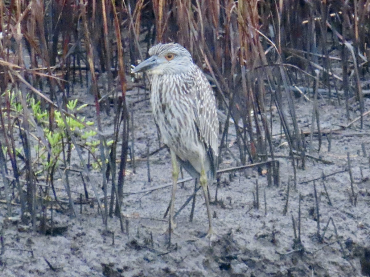 Yellow-crowned Night Heron - ML641086391